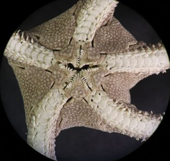 Media type: image; Invertebrate Zoology OPH-113